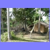 gilis3.jpg